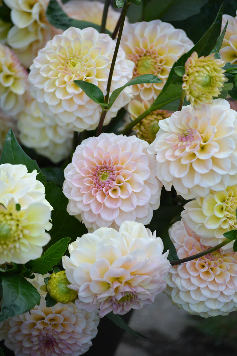 Dahlia RM Shifty
