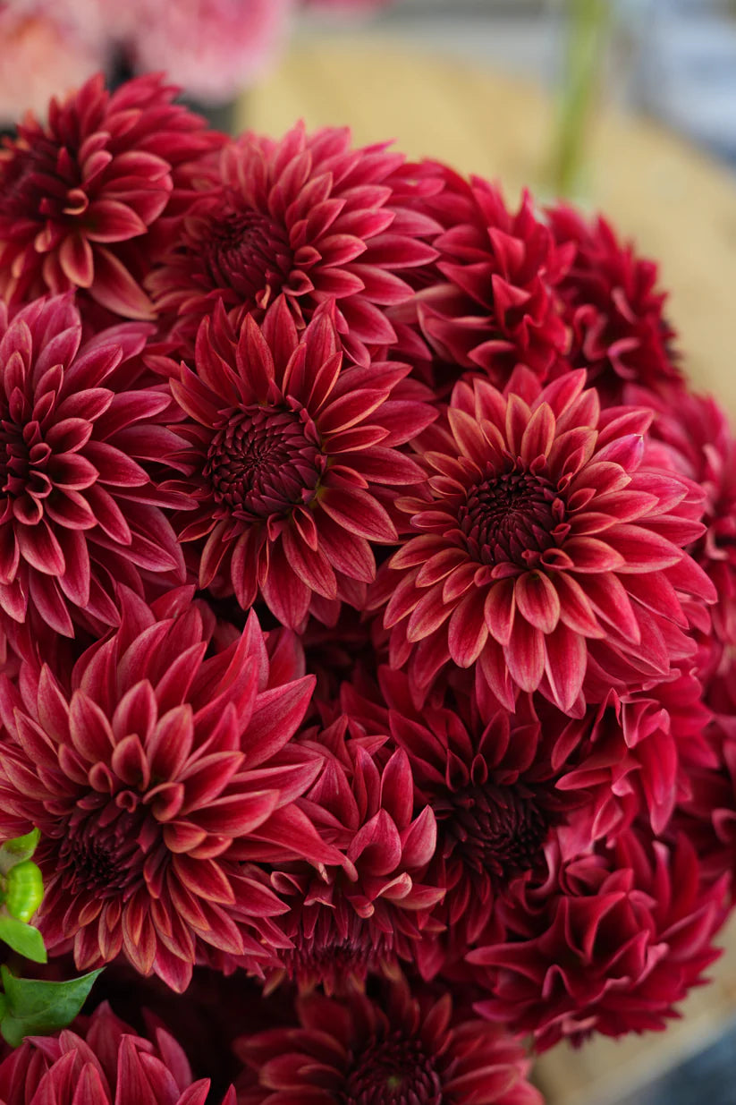 Dahlia RM Dragons Blood