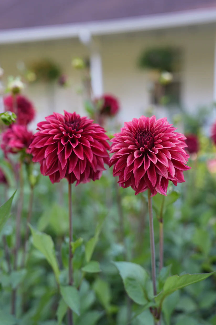 Dahlia RM Dragons Blood