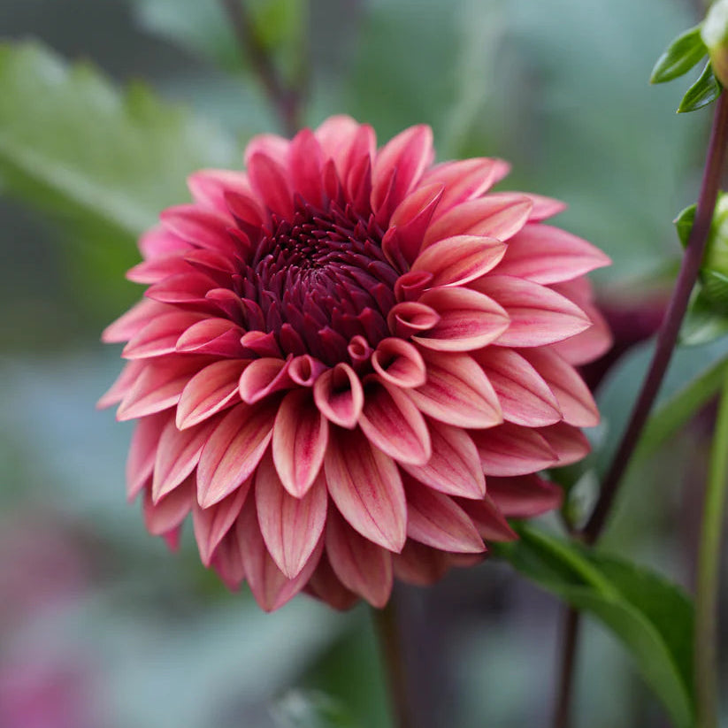 Dahlia RM Dragons Blood