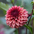 Dahlia RM Dragons Blood