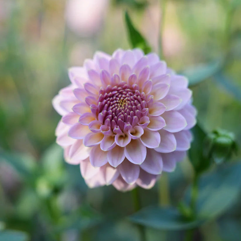 Dahlia RM Fairytale