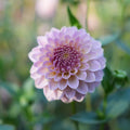 Dahlia RM Fairytale