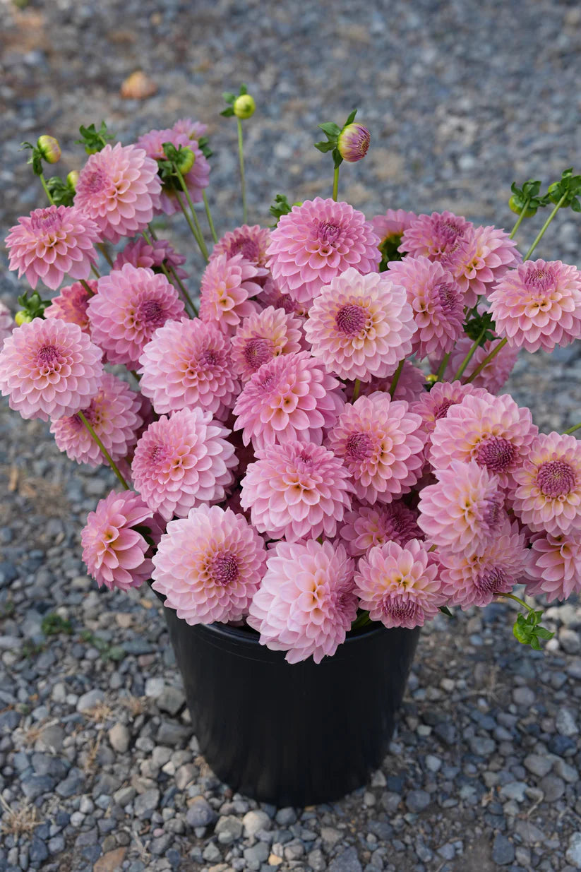 Dahlia RM Fairytale