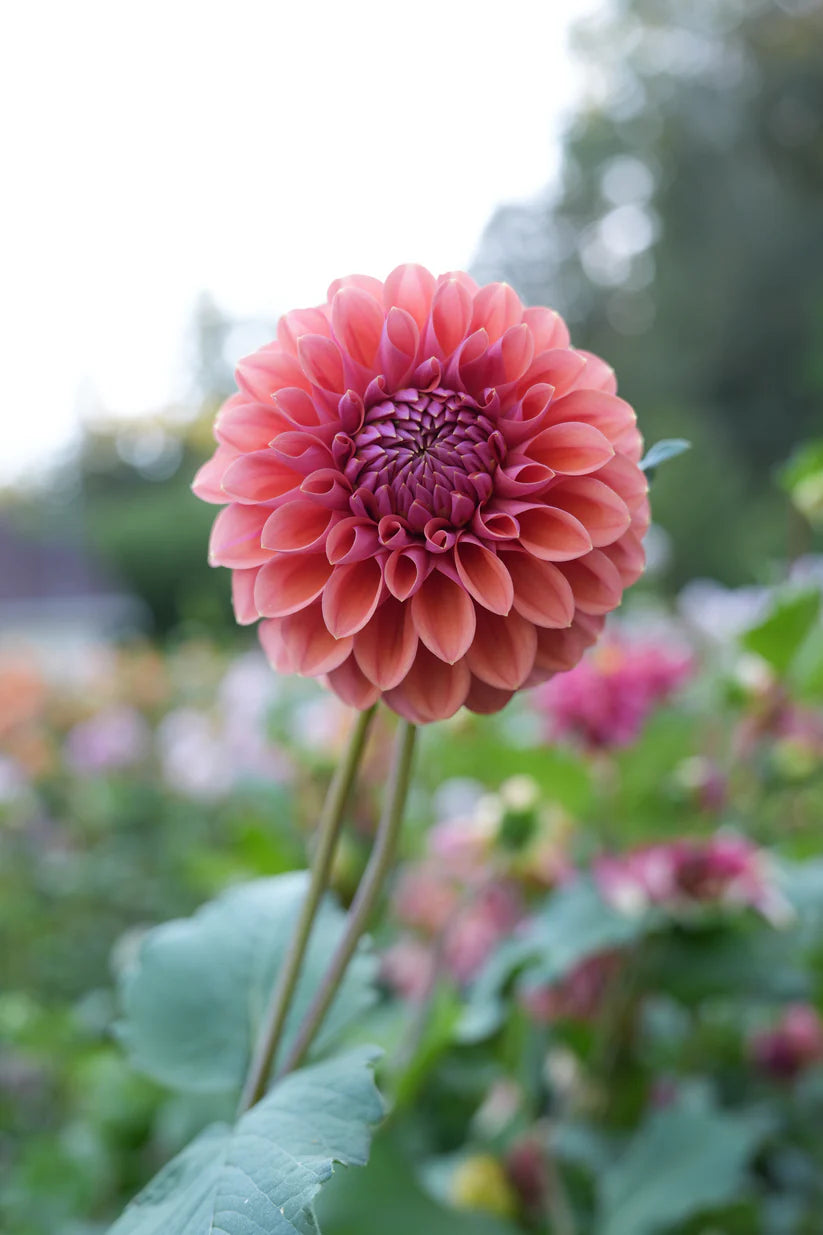 Dahlia RM Illusion