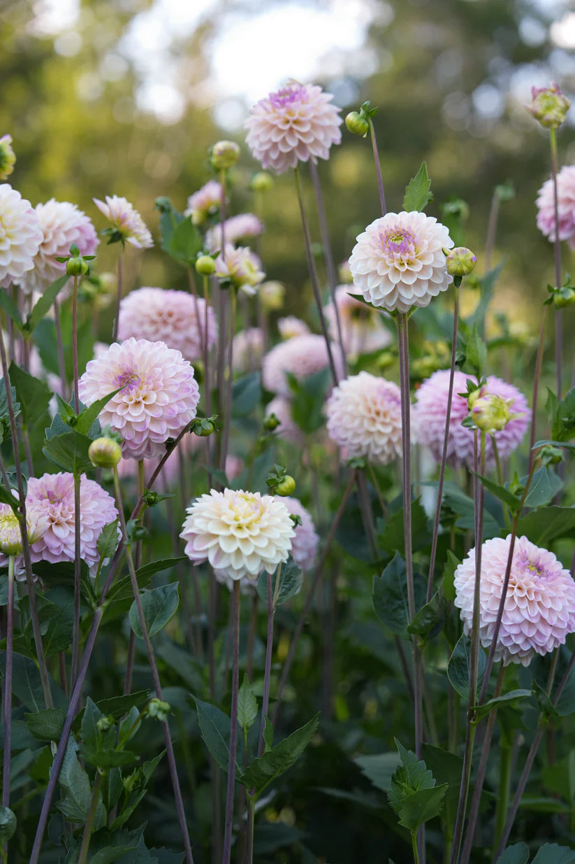 Dahlia RM Karoline