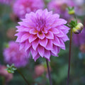 Dahlia RM Mermaid