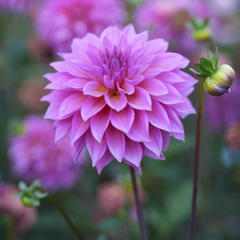 Dahlia RM Mermaid
