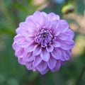 Dahlia RM Moonlight