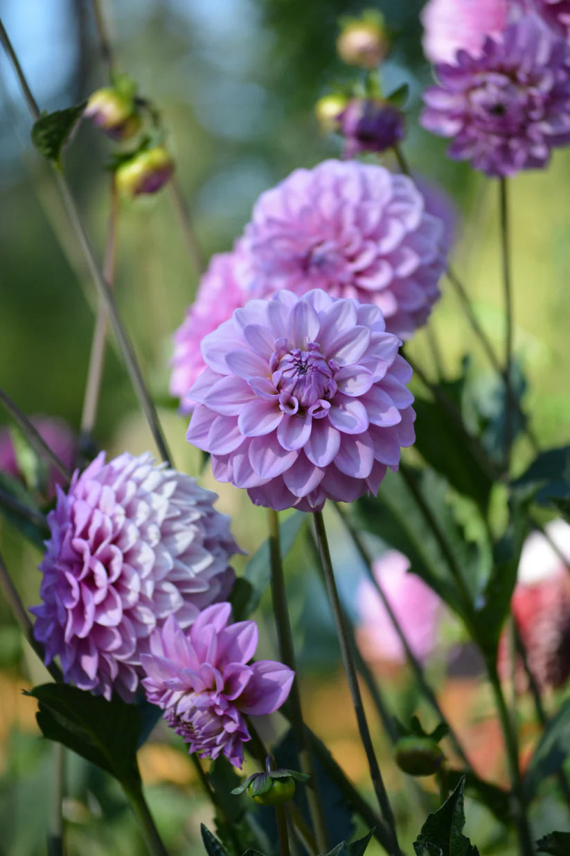 Dahlia RM Moonlight