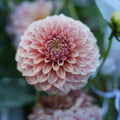 Dahlia RM Pixie Dust