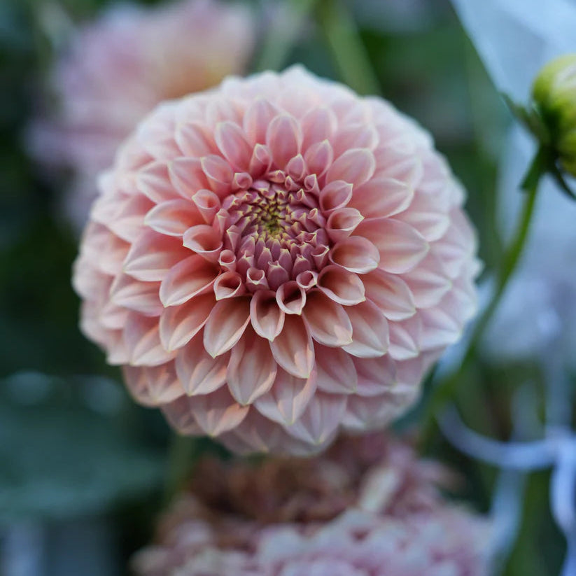 Dahlia RM Pixie Dust
