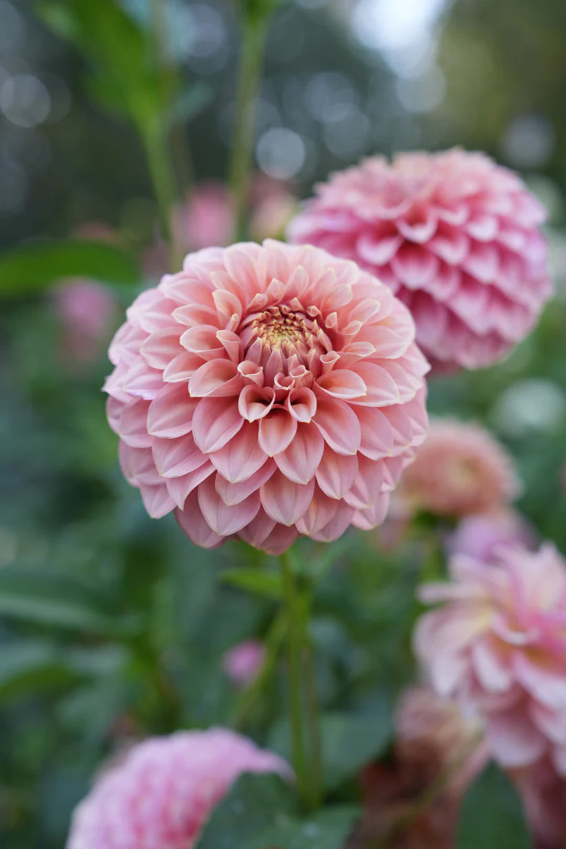 Dahlia RM Pixie Dust