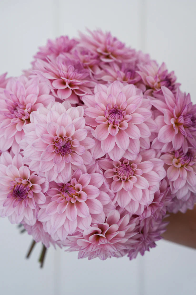 Dahlia RM Sugar Plum Fairy