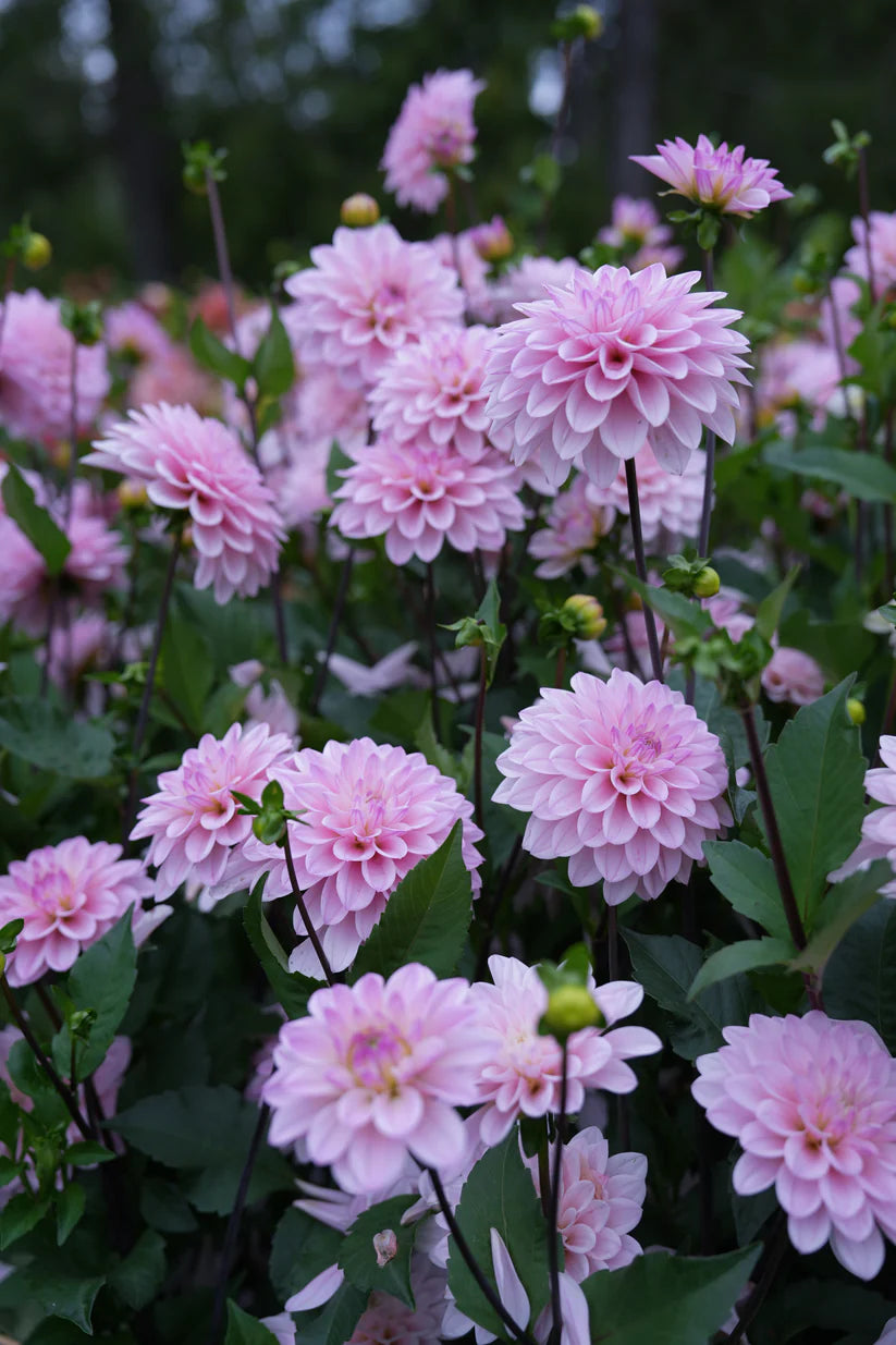 Dahlia RM Sugar Plum Fairy