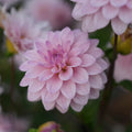 Dahlia RM Sugar Plum Fairy