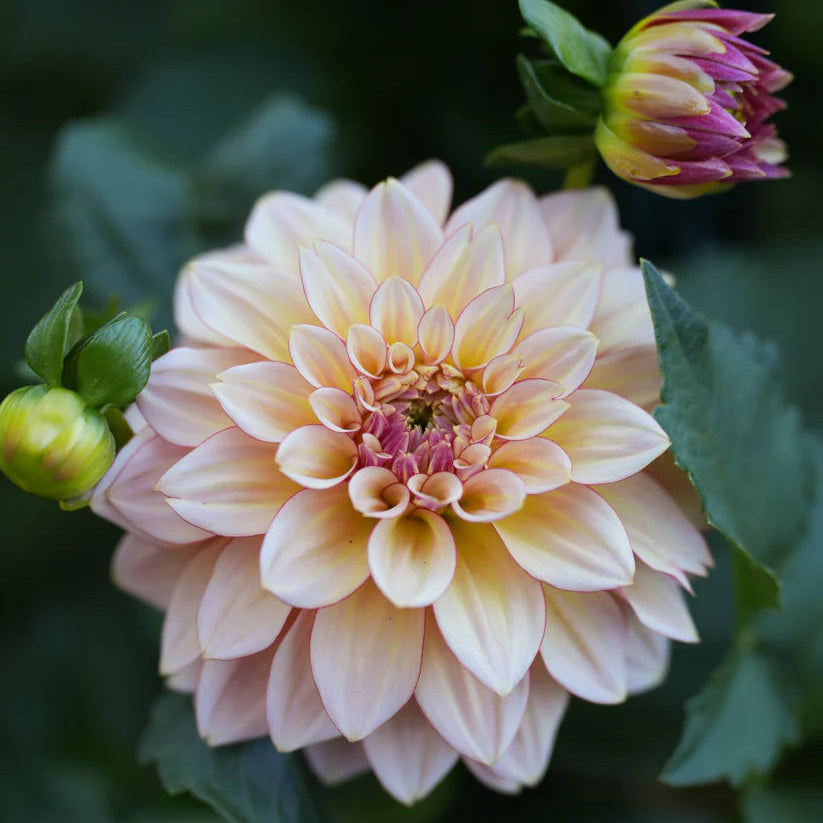 Dahlia RM Warmth