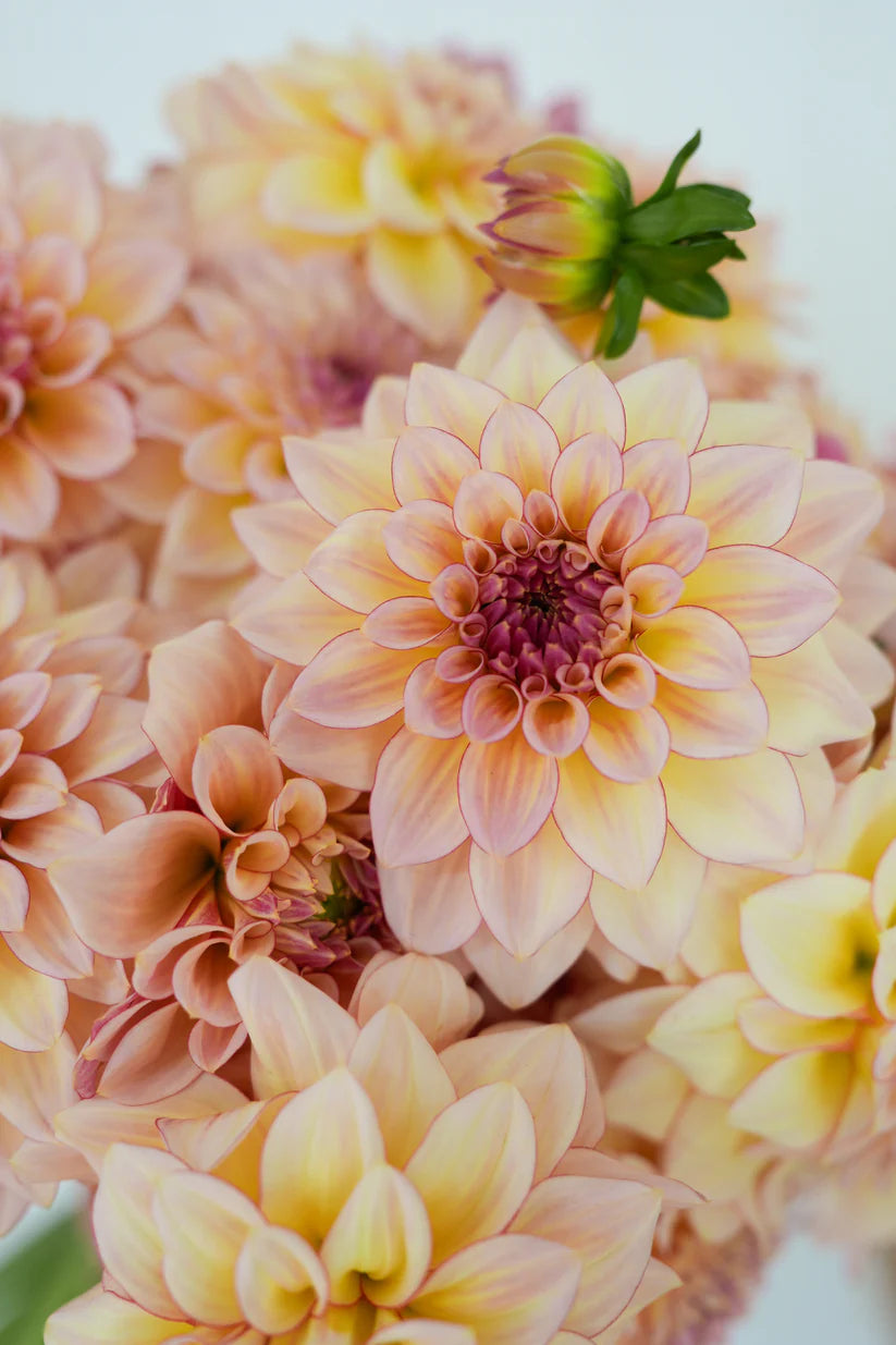 Dahlia RM Warmth