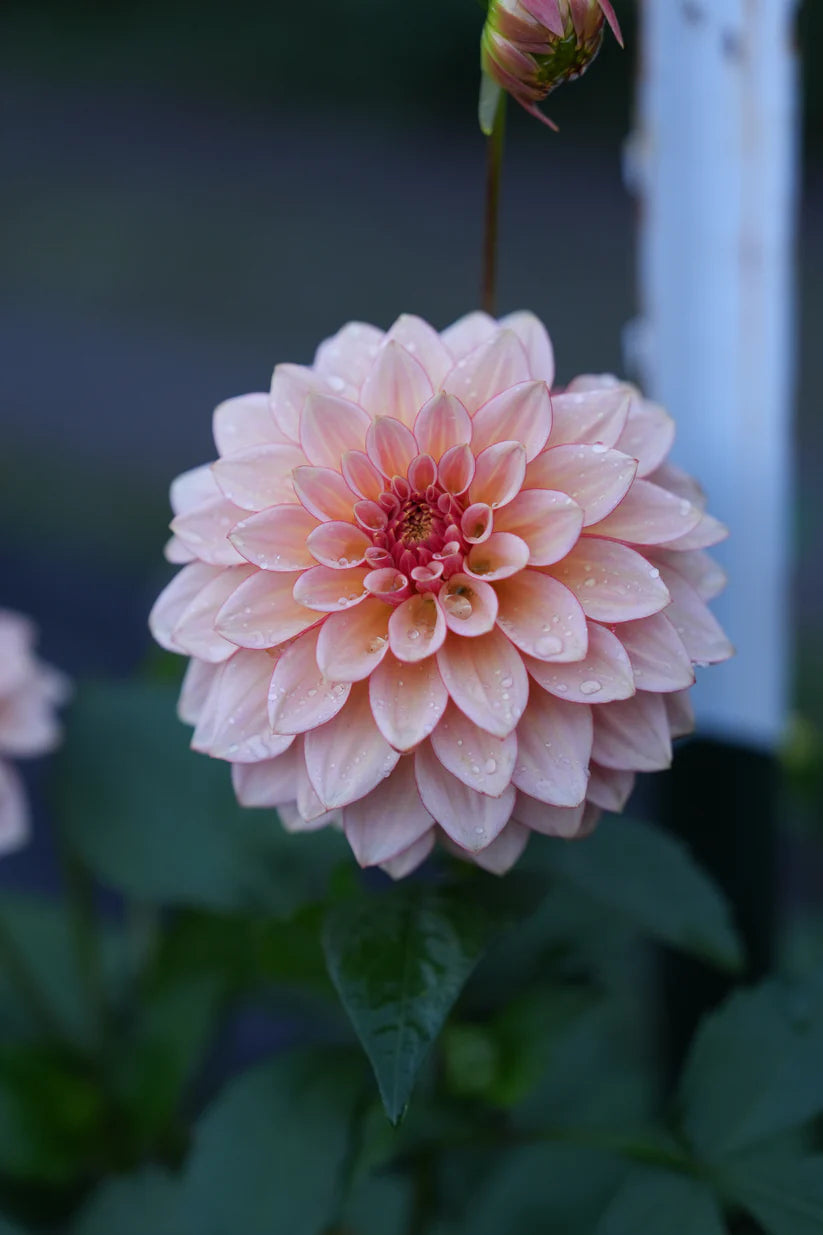 Dahlia RM Warmth