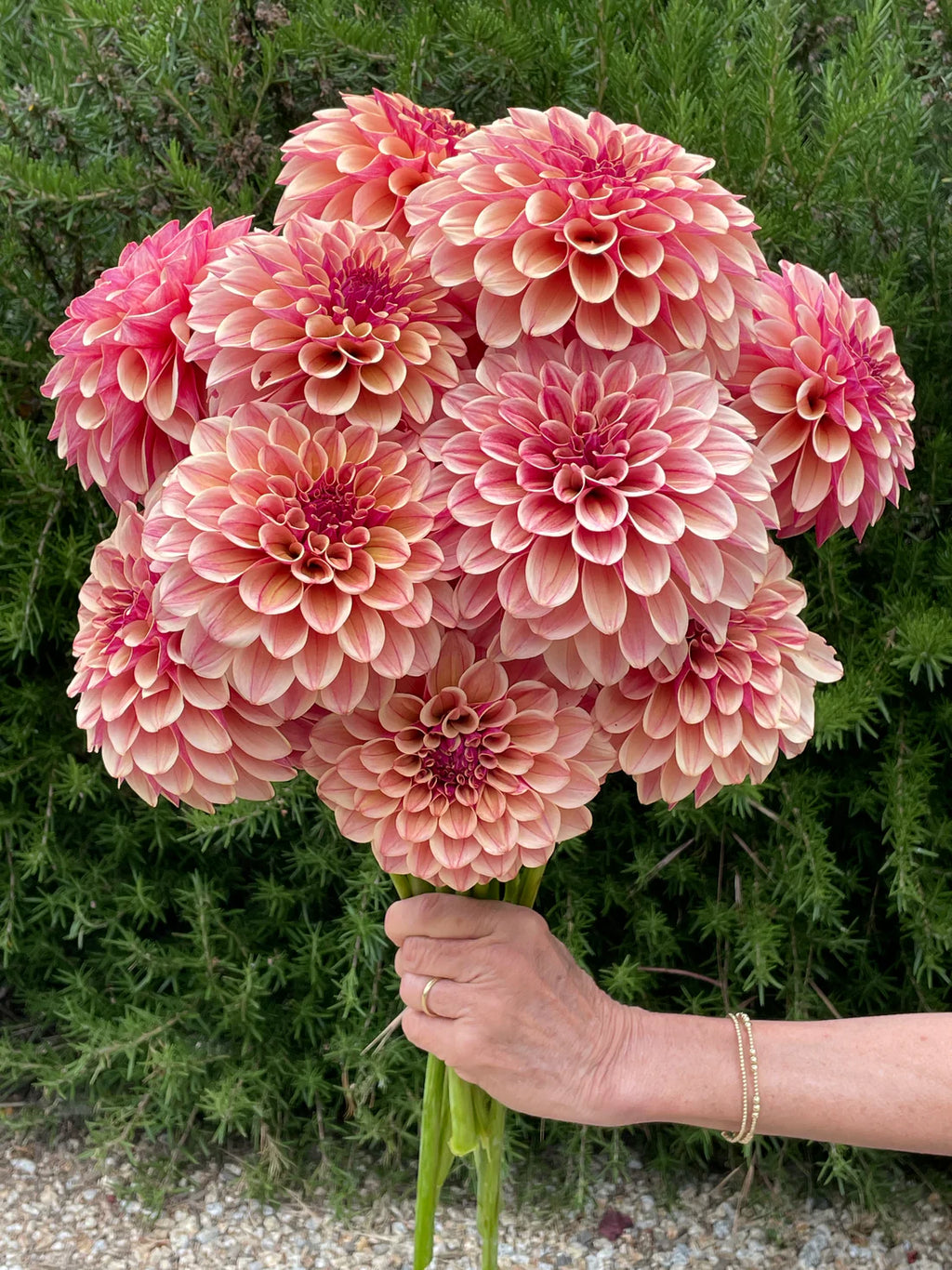 Dahlia KA's® Rhubarb