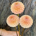 Dahlia KA's® Honeycomb