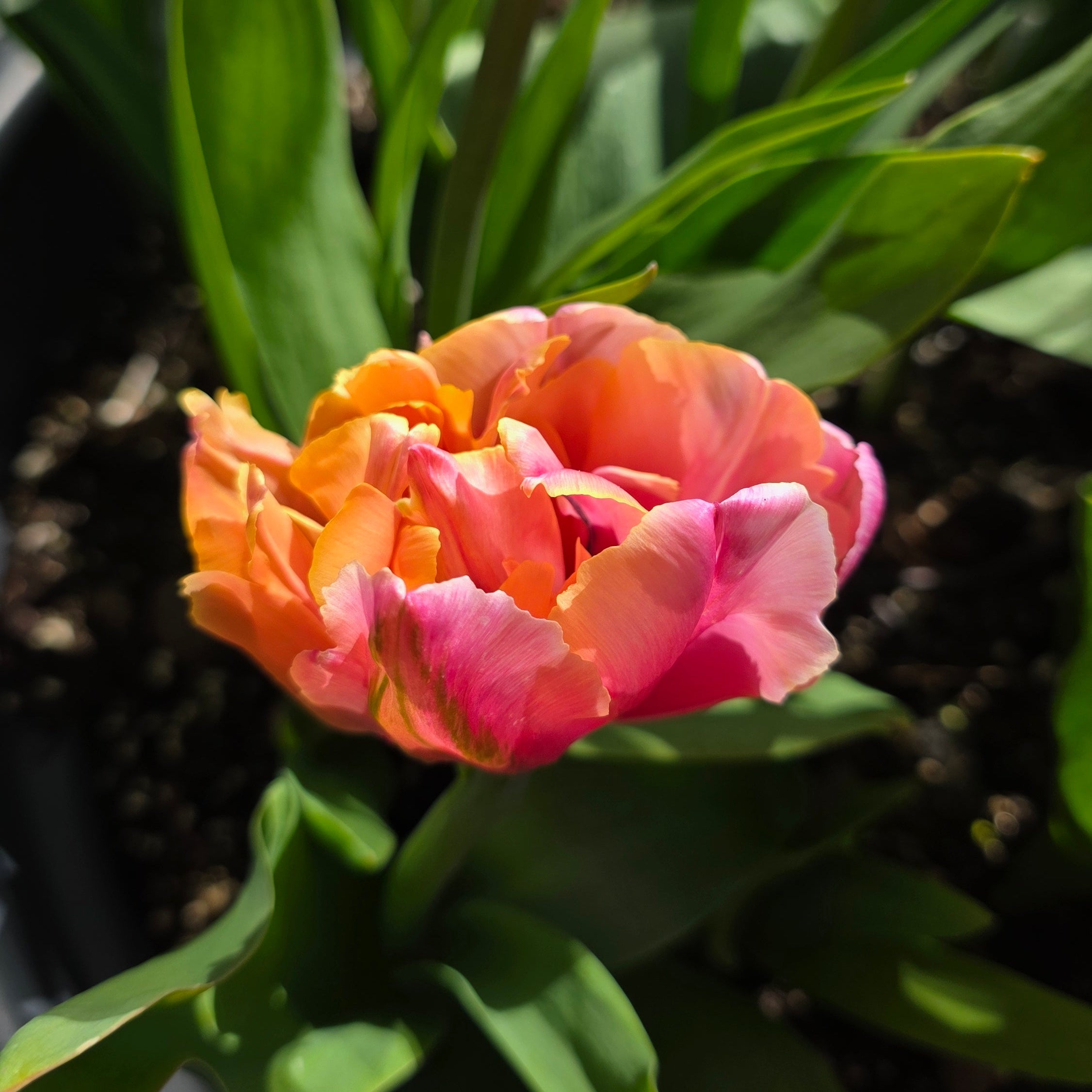 Tulipan Pink Star