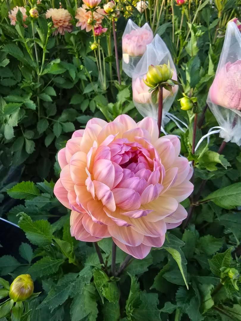 Dahlia Sandia Bliss