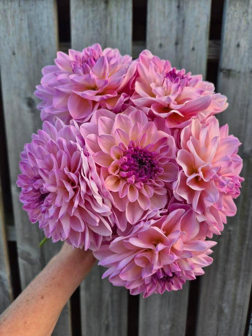 Dahlia Aloa Kristina Vogel