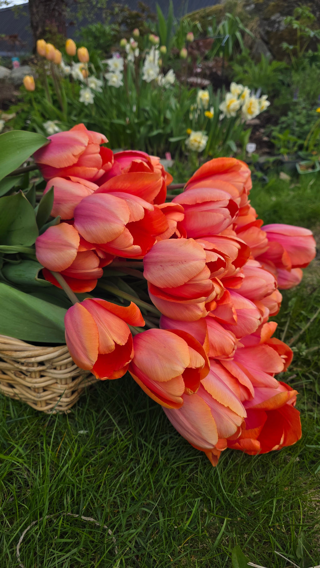 Tulipan Apricot Impression
