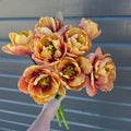 Tulipan La Belle Epoque