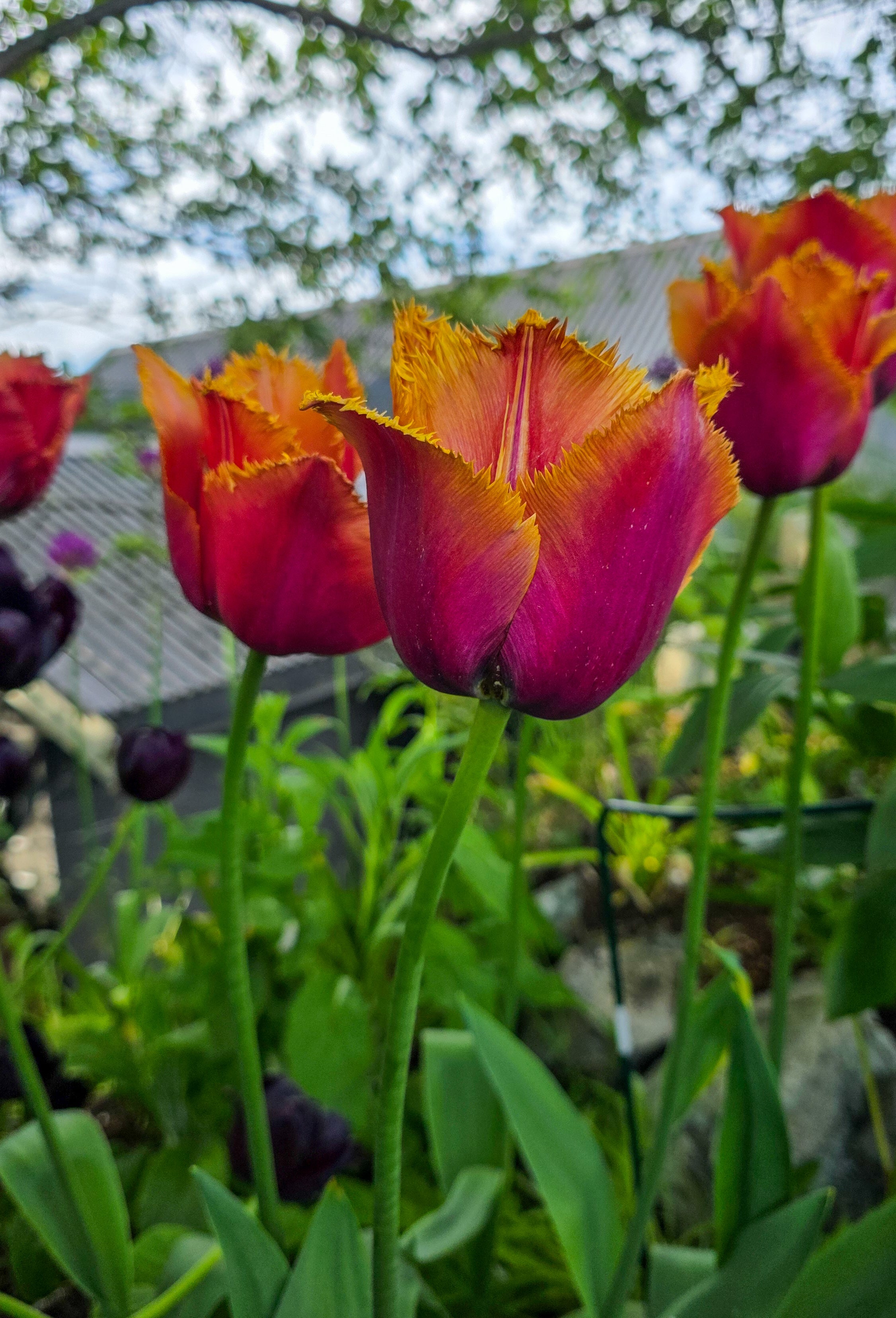 Tulipan Louvre Orange