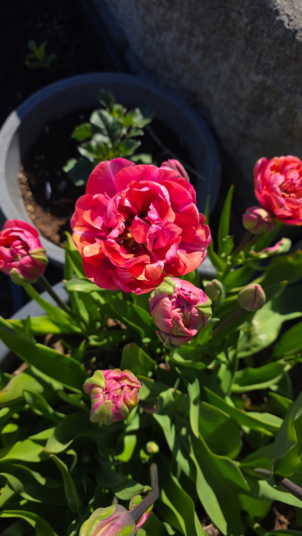 Tulipan Pink Star