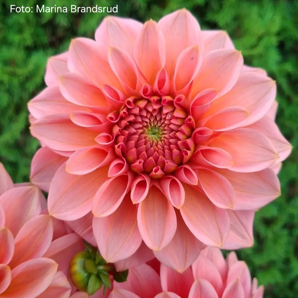 Dahlia KA’s® Guava