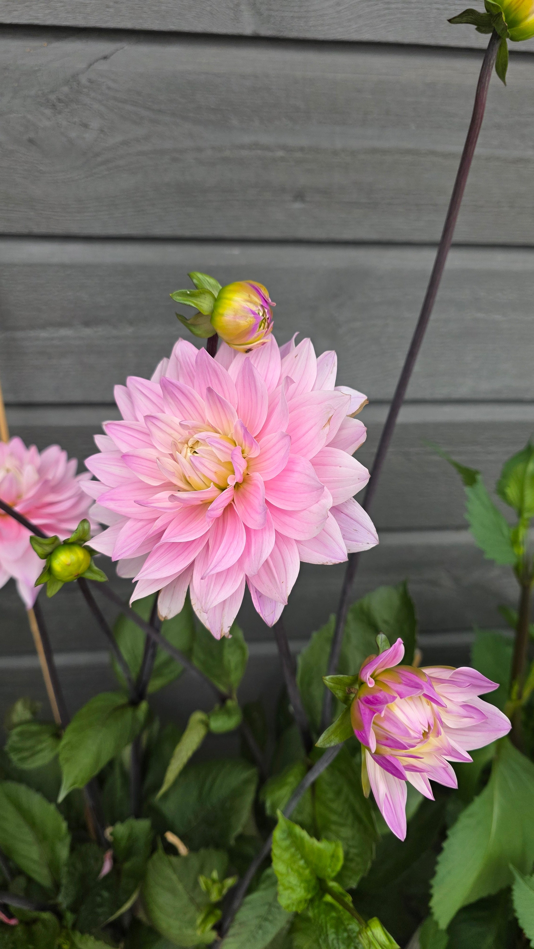 Dahlia Stikling Karma Prospero