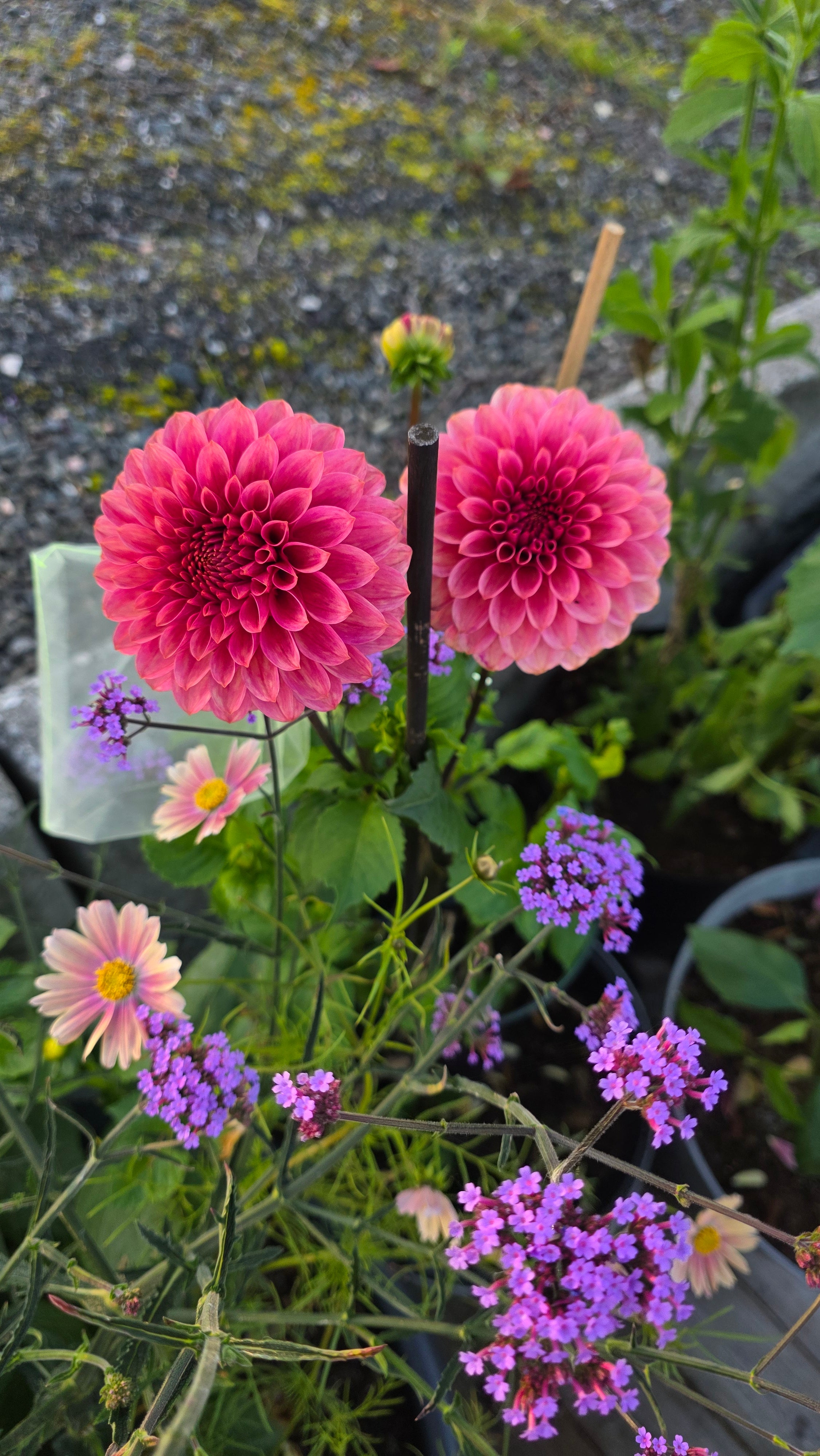 Dahlia KA's® Rosie Jo