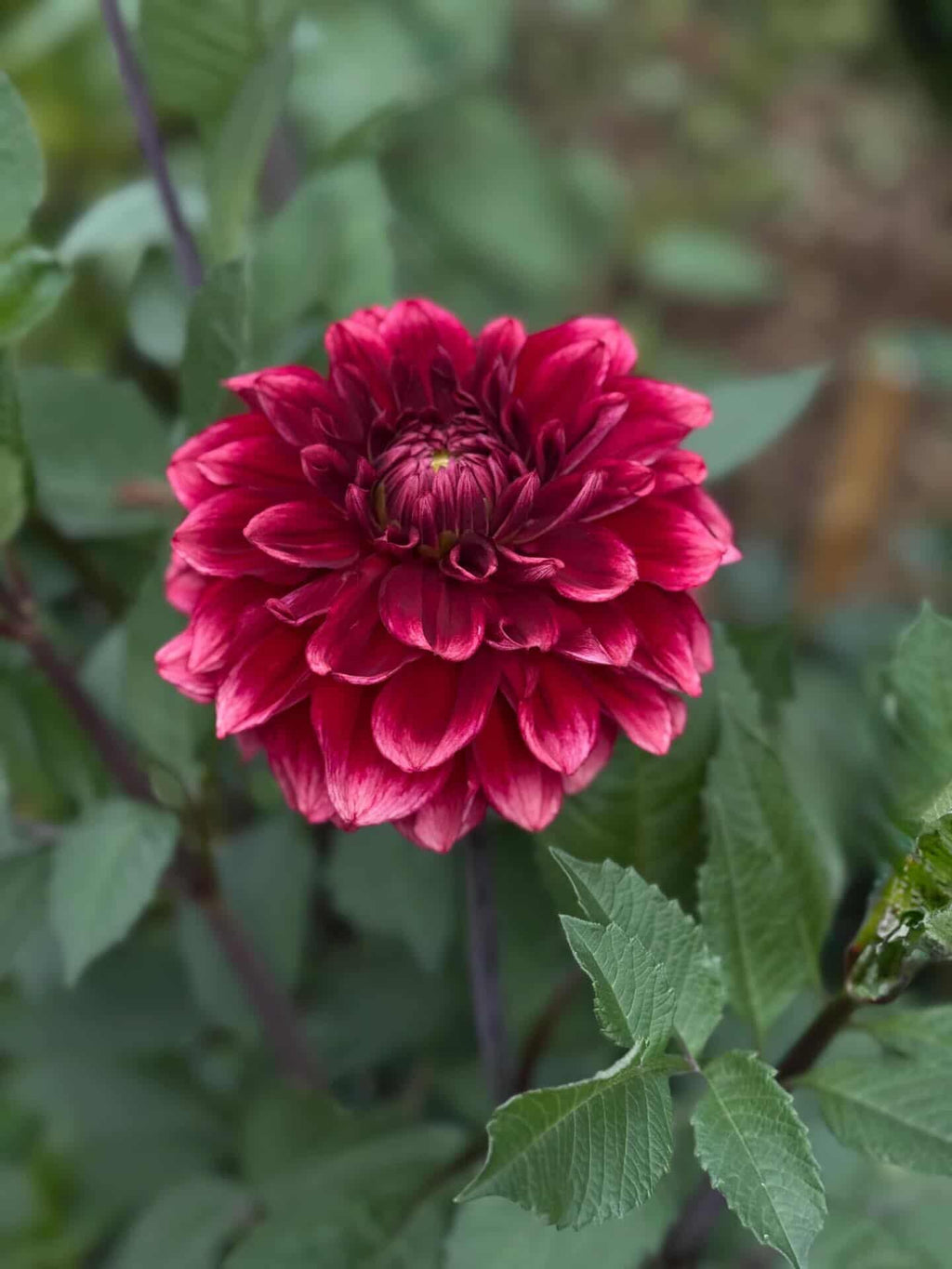 Dahlia Bloomquist York