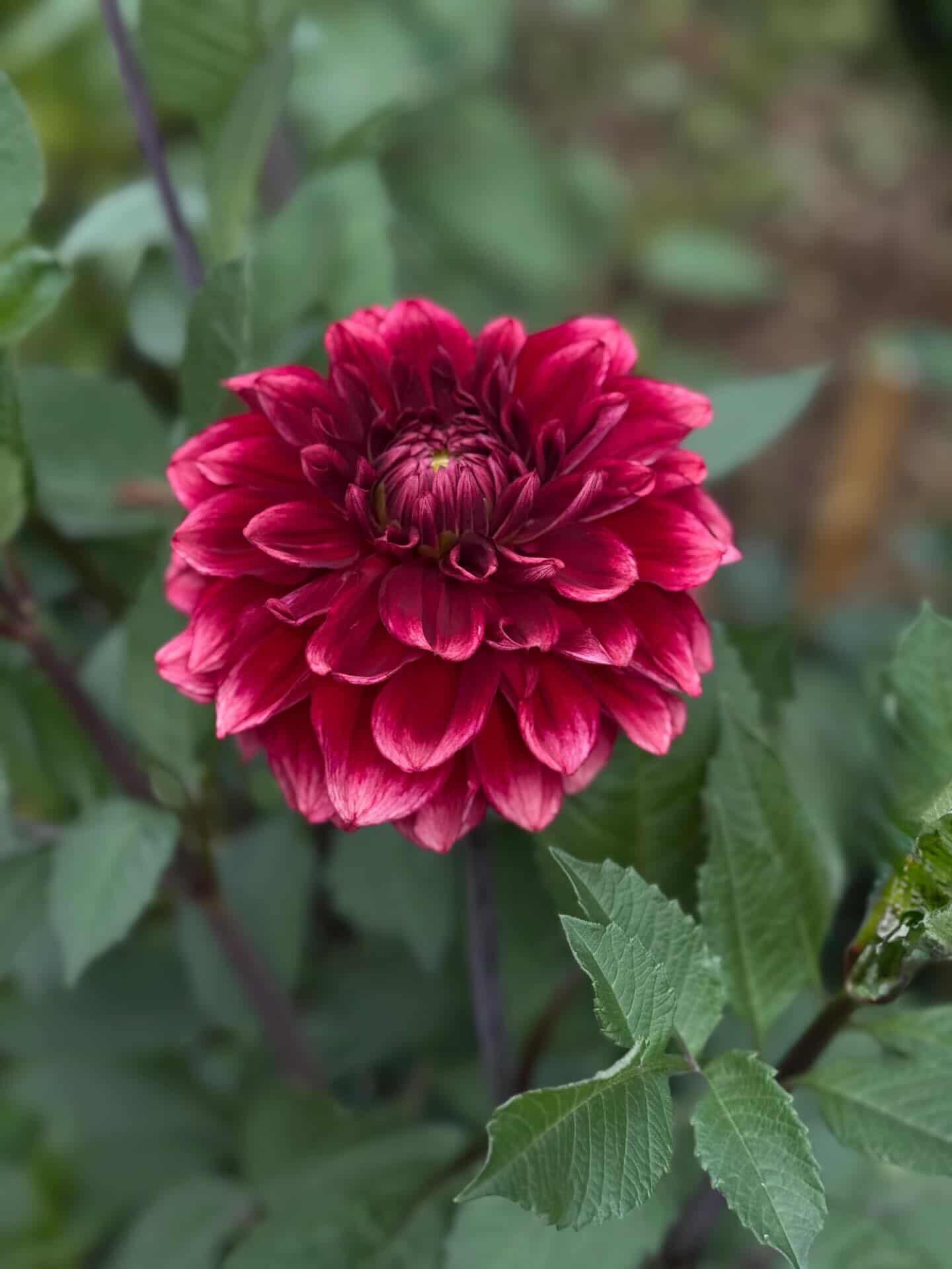 Dahlia Bloomquist York