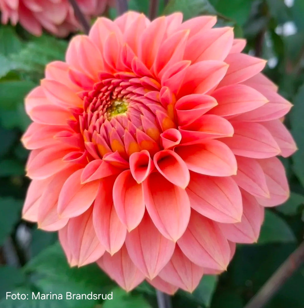 Dahlia KA’s® Guava