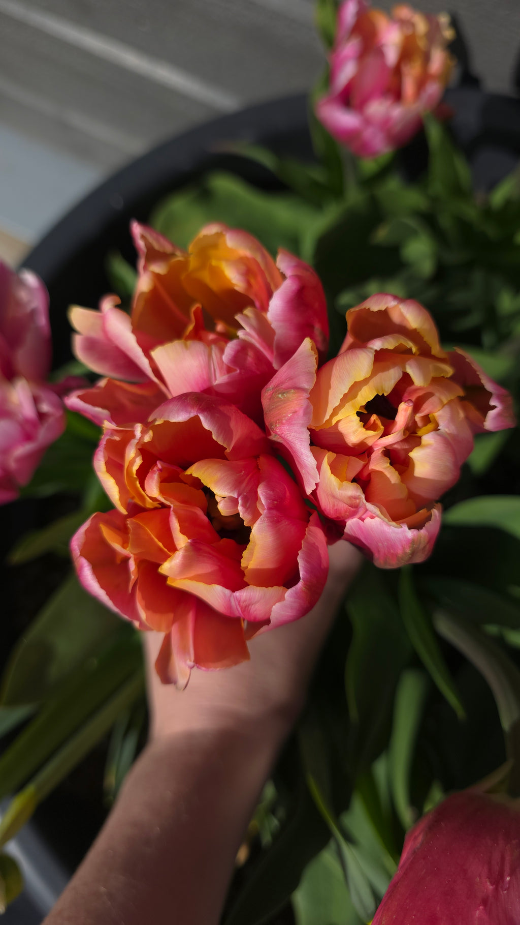 Tulipan Pink Star
