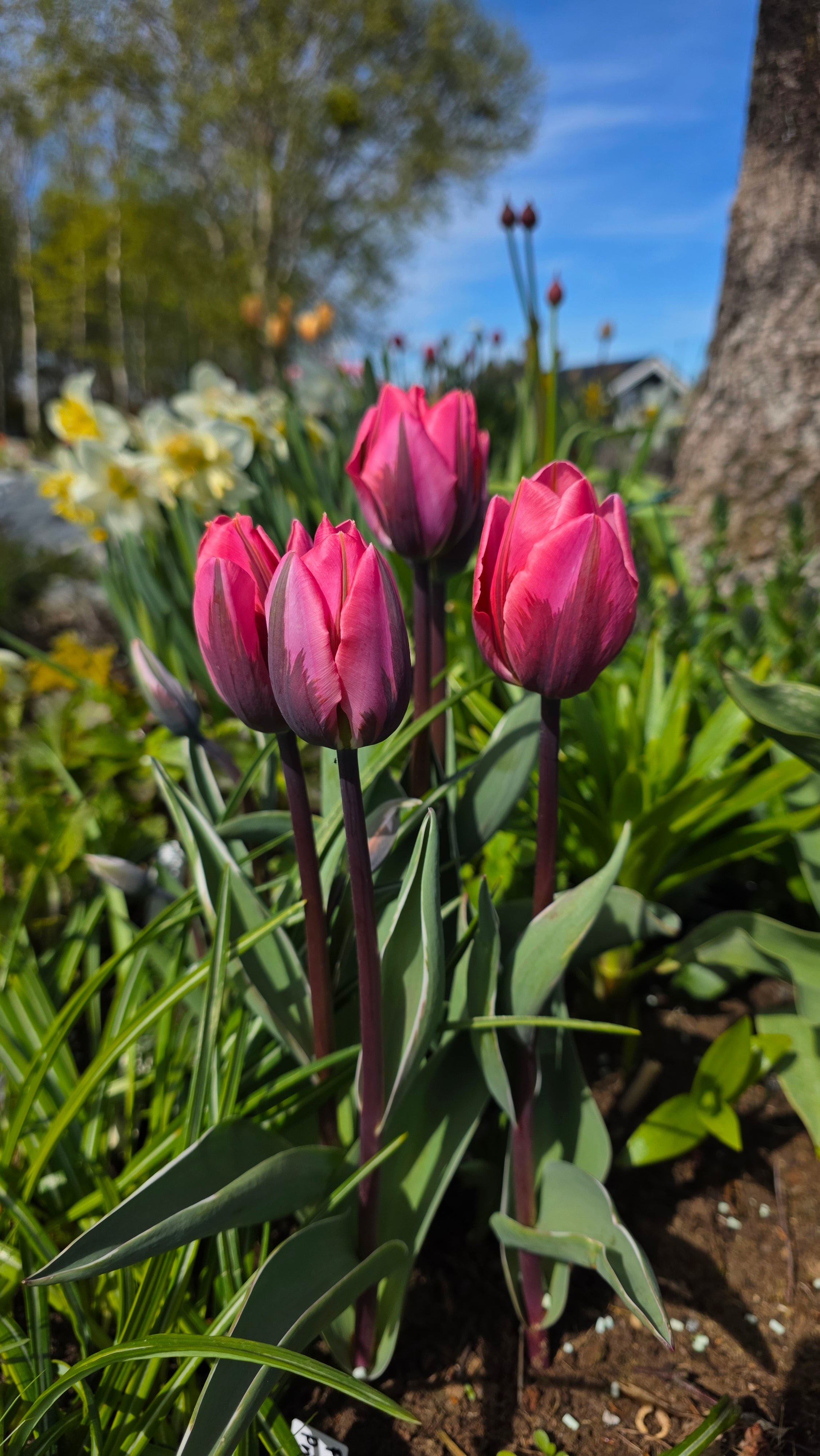 Tulipan Pretty Princess