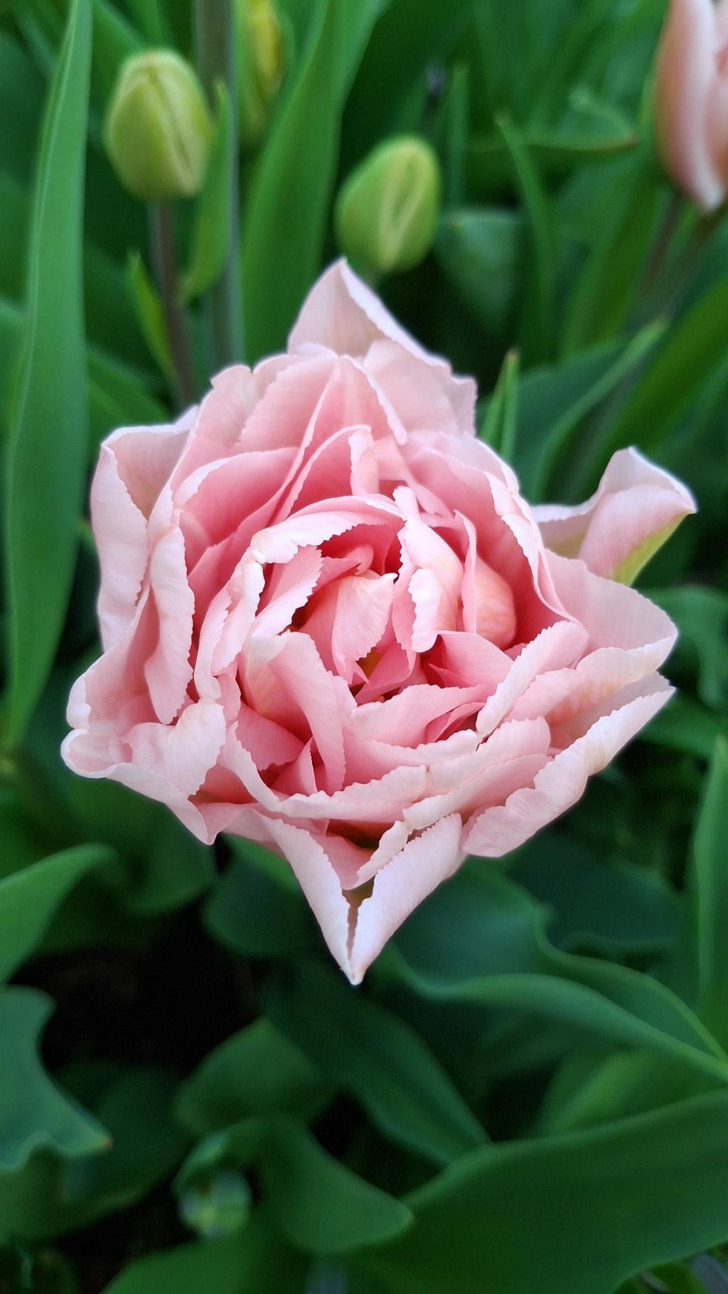 Tulipan Dreamer