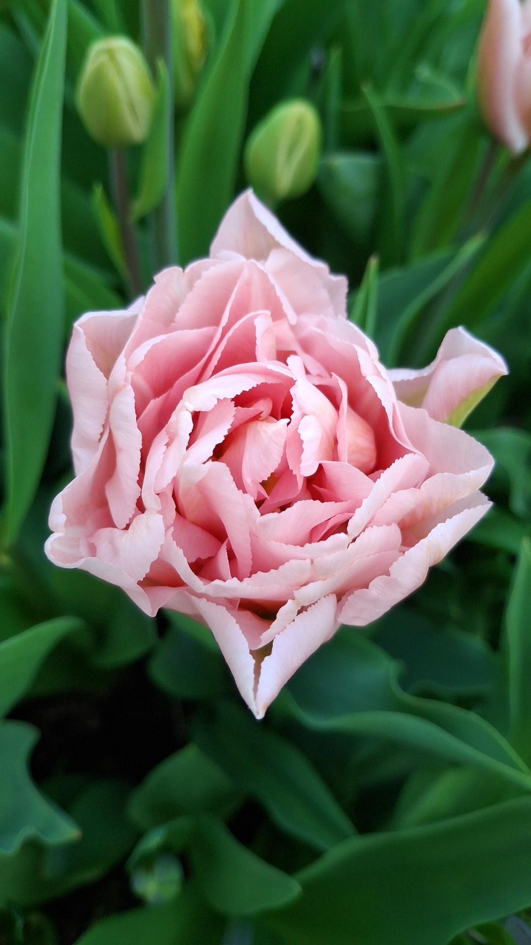 Tulipan Dreamer