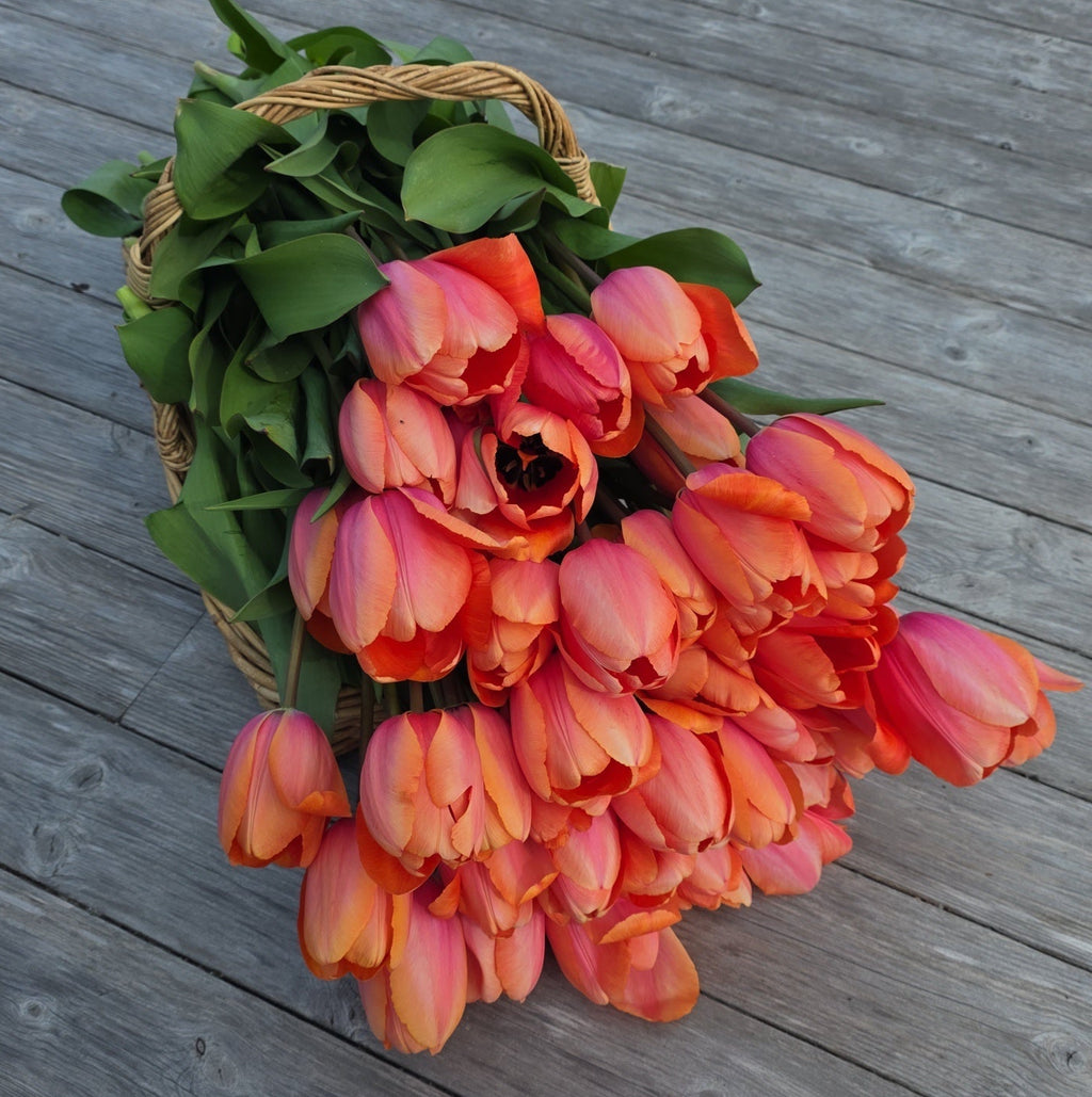 Tulipan Apricot Impression