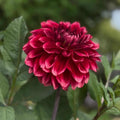 Dahlia Bloomquist York