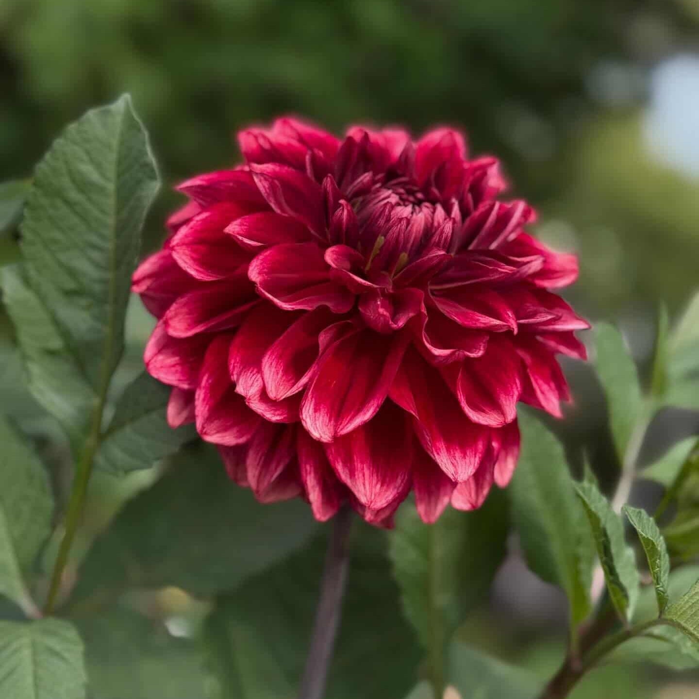 Dahlia Bloomquist York
