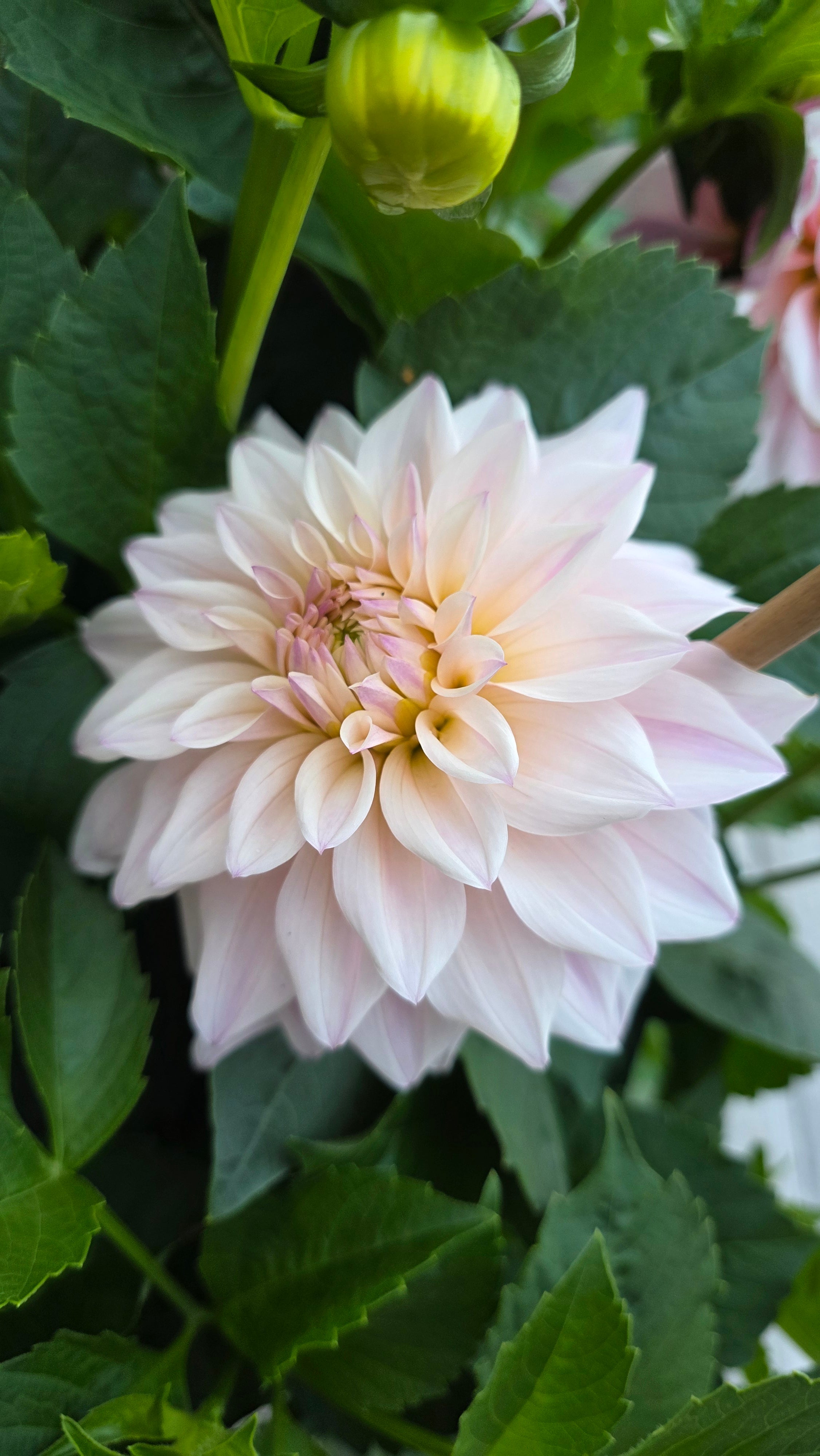Dahlia KA's® Mocha Jake