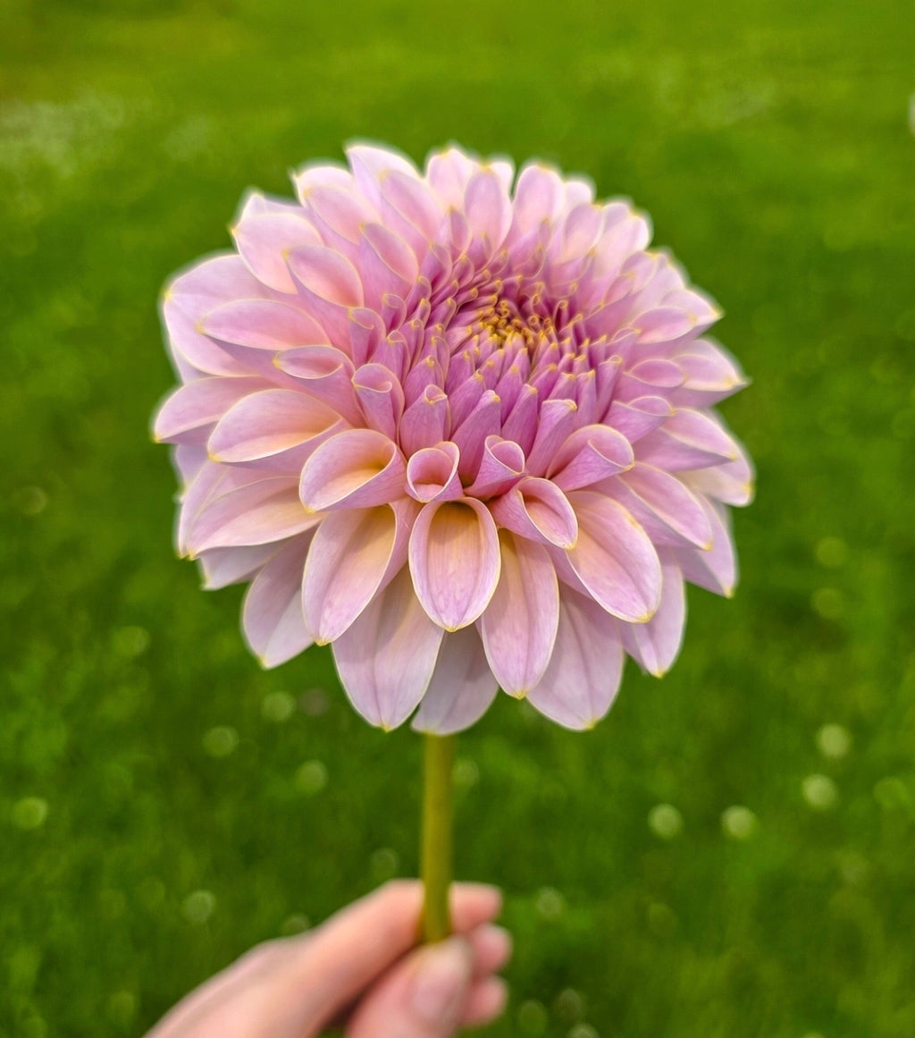 Dahlia KA’s® Cinder Rose