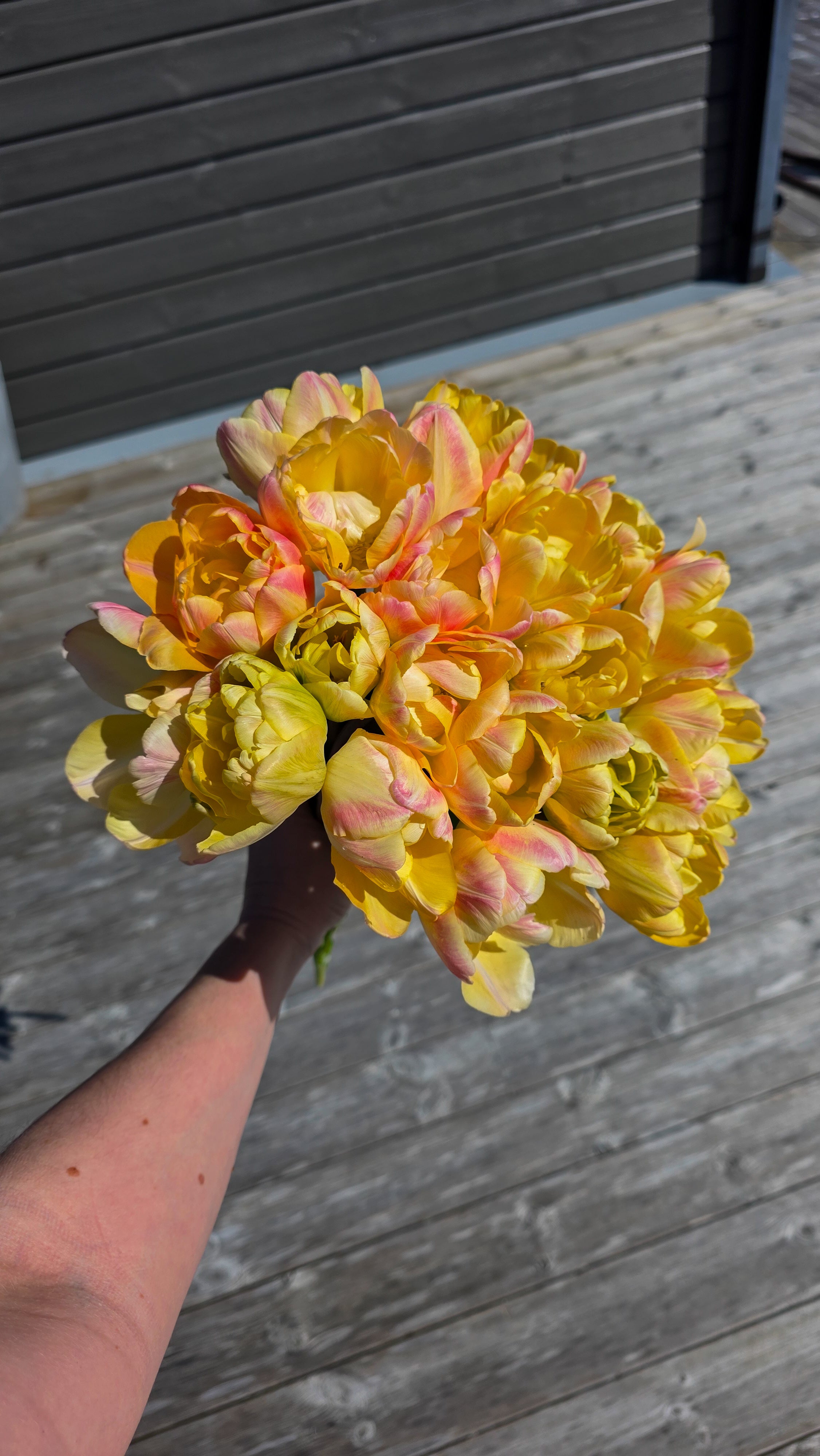 Tulipan Creme Upstar