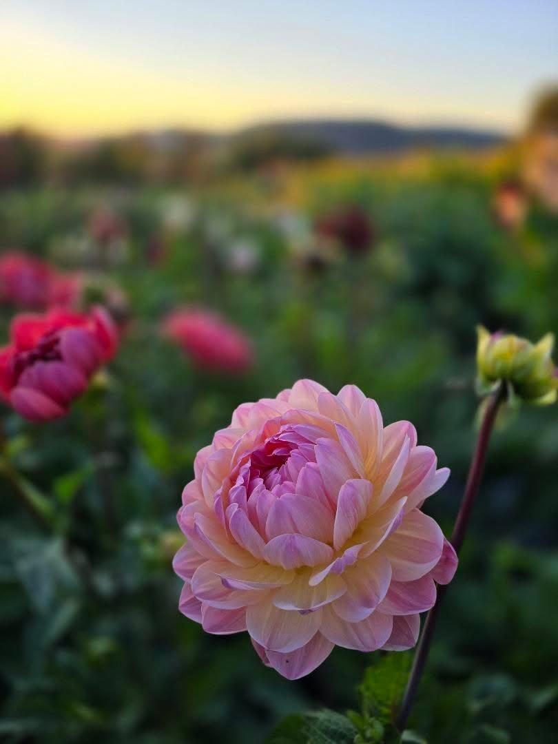 Dahlia Sandia Bliss