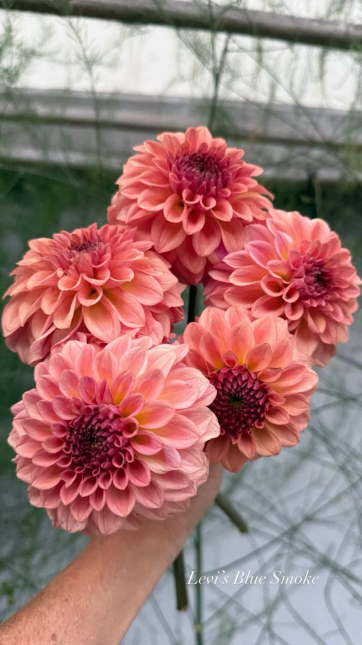 Dahlia Levi's Blue Smoke